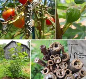 Chicago Hardy Figs and Attracting Native Pollinators Image